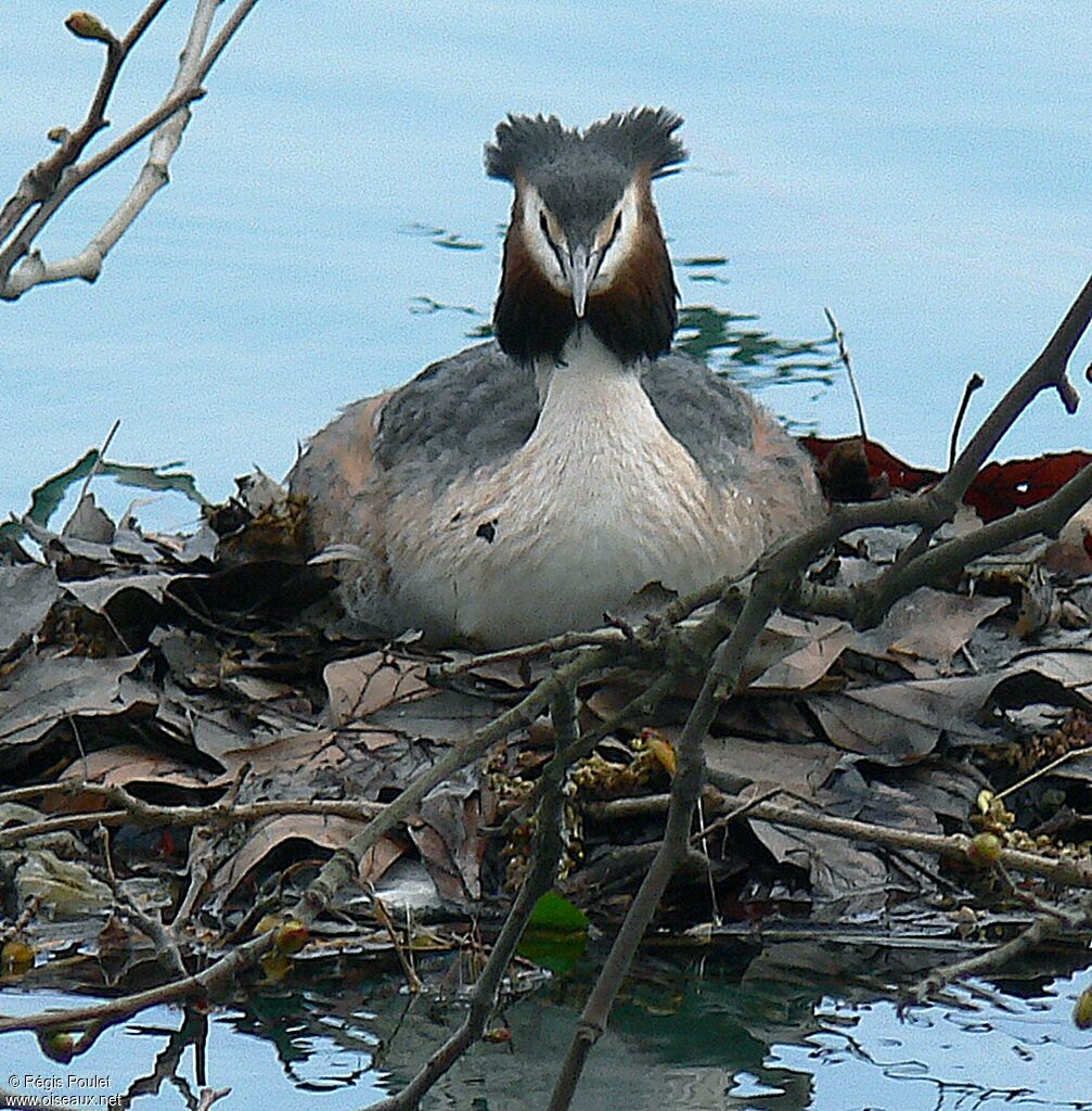 Grèbe huppéadulte, identification, Nidification