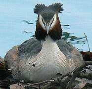 Great Crested Grebe