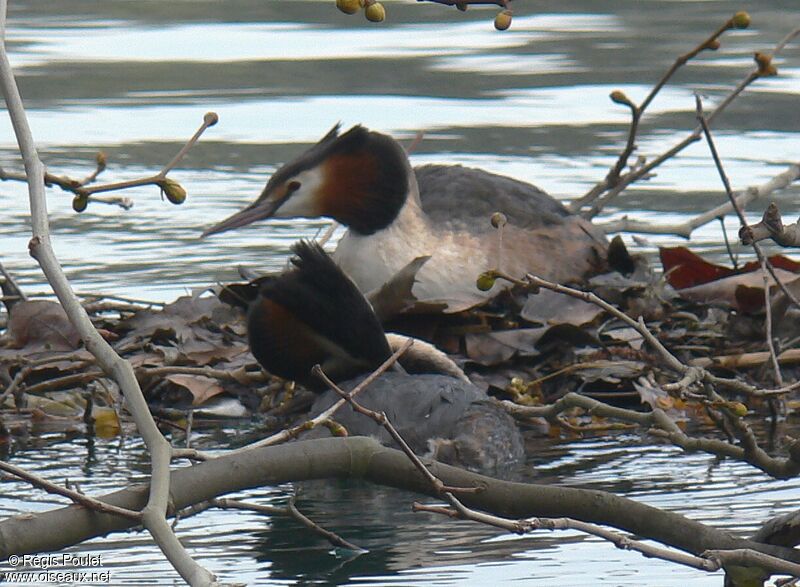 Great Crested Grebe adult, Reproduction-nesting, Behaviour