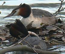 Great Crested Grebe