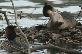 Great Crested Grebe