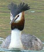 Great Crested Grebe