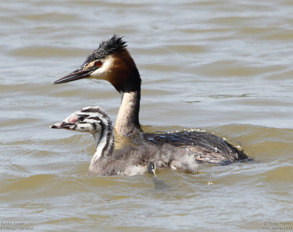 Great Crested Grebejuvenile