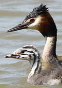 Great Crested Grebe