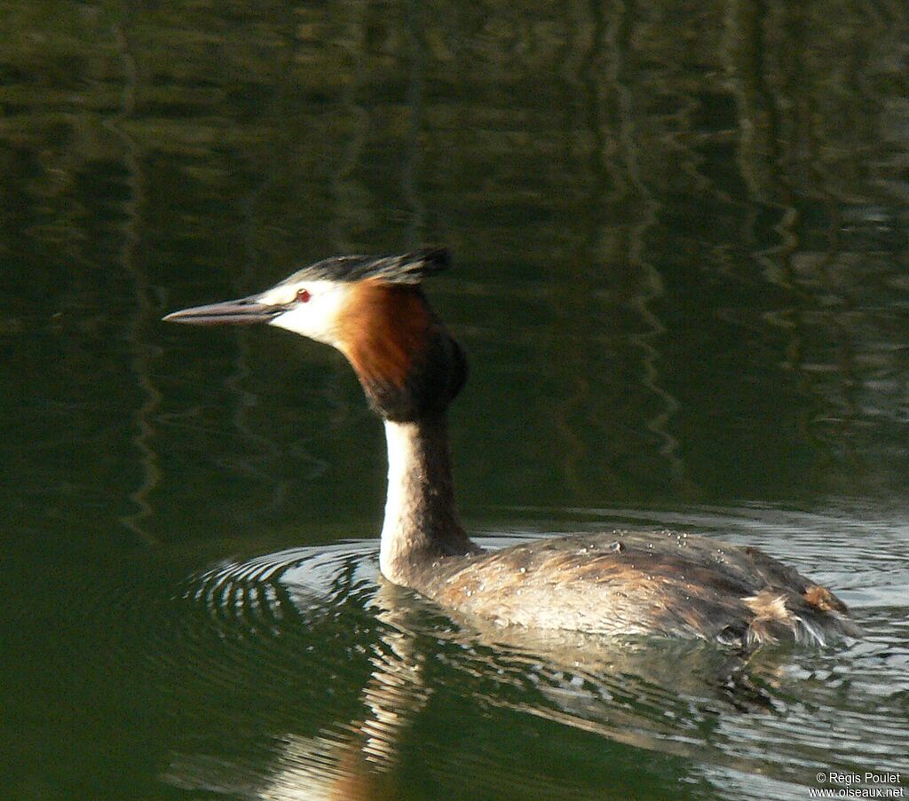 Great Crested Grebeadult