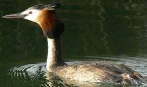 Great Crested Grebe