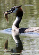 Great Crested Grebe