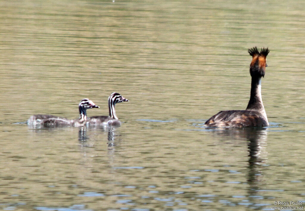 Grèbe huppé1ère année, identification