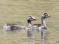 Great Crested Grebe