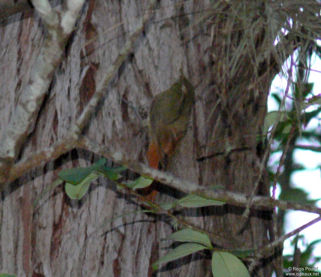 Olivaceous Woodcreeper