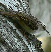 Eurasian Treecreeper