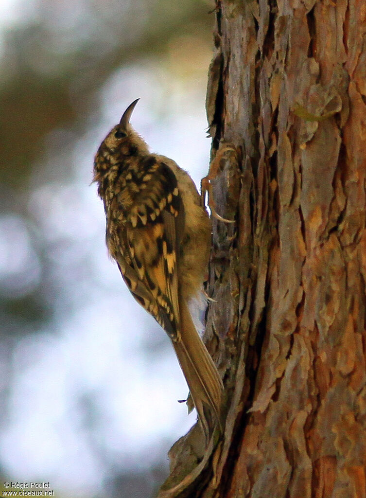 Eurasian Treecreeperadult, identification