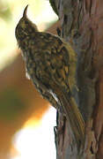 Eurasian Treecreeper