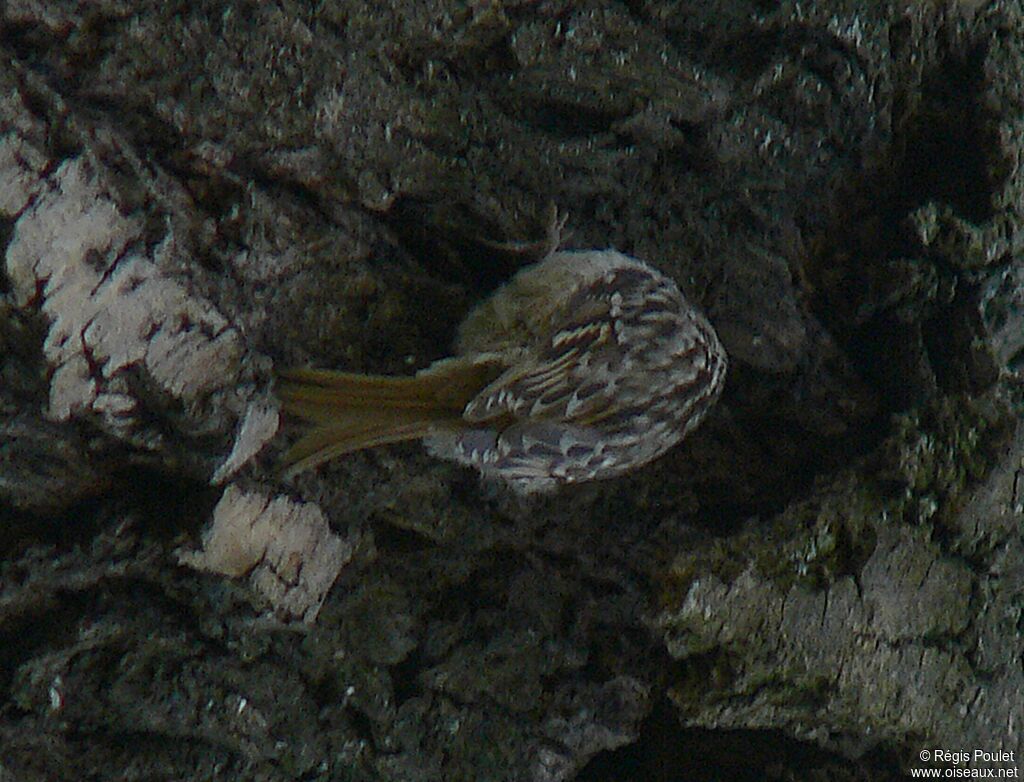 Short-toed Treecreeper