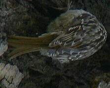 Short-toed Treecreeper