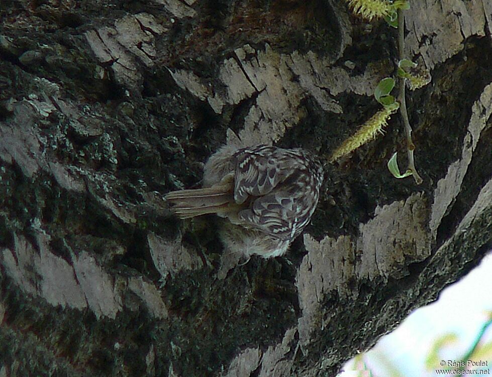 Short-toed Treecreeper