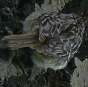 Short-toed Treecreeper