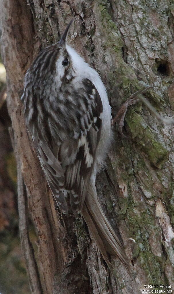 Short-toed Treecreeper