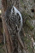 Short-toed Treecreeper