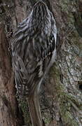 Short-toed Treecreeper