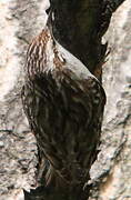 Short-toed Treecreeper