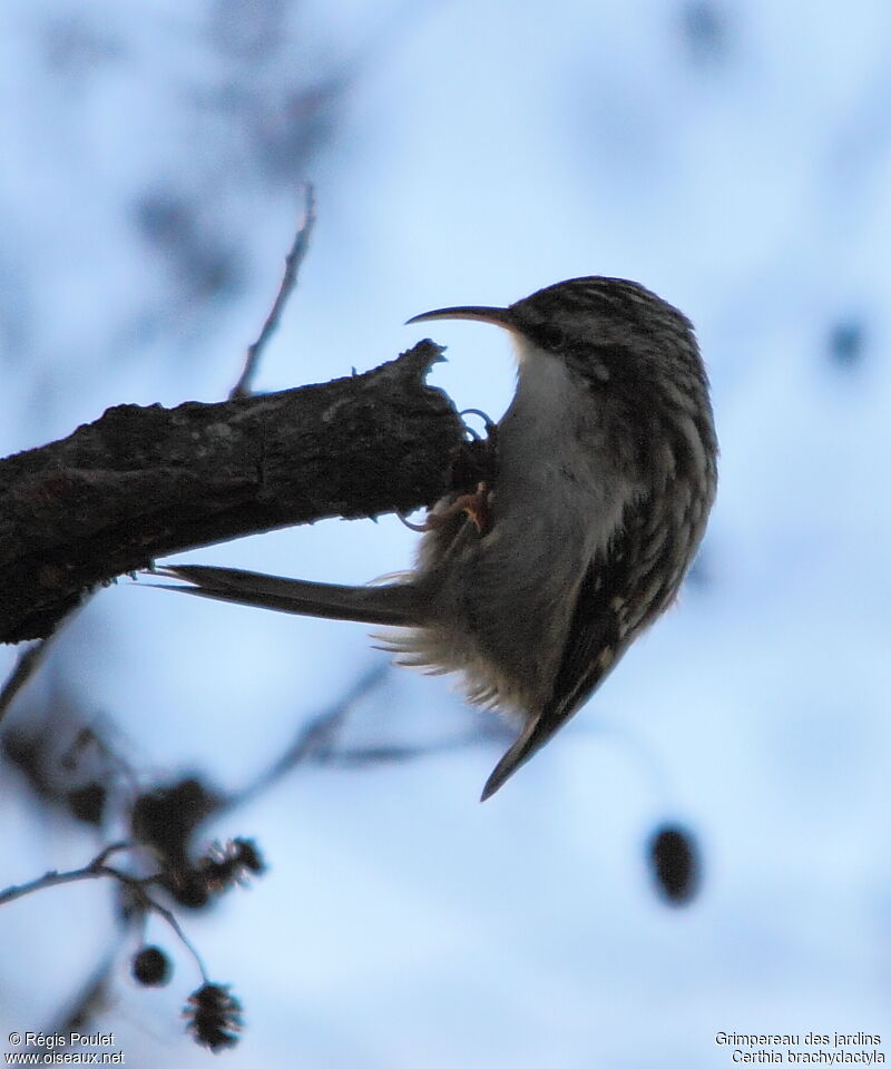 Short-toed Treecreeper