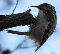 Short-toed Treecreeper