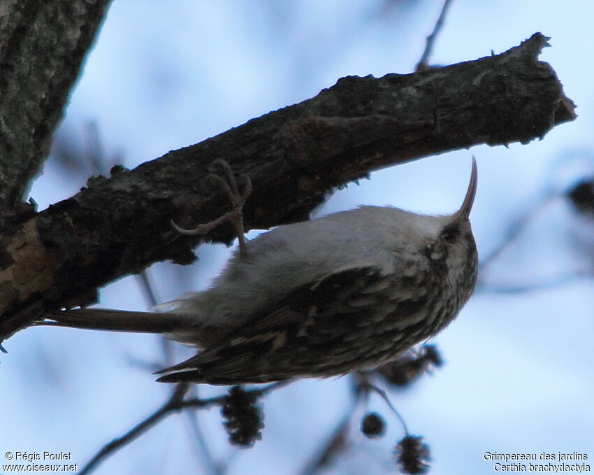 Short-toed Treecreeper