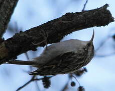 Short-toed Treecreeper