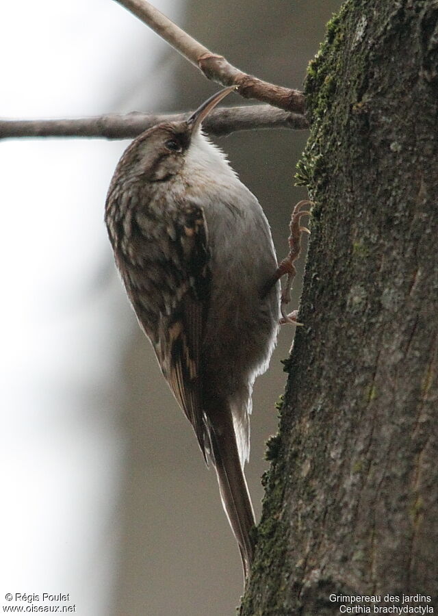 Short-toed Treecreeper