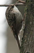 Short-toed Treecreeper