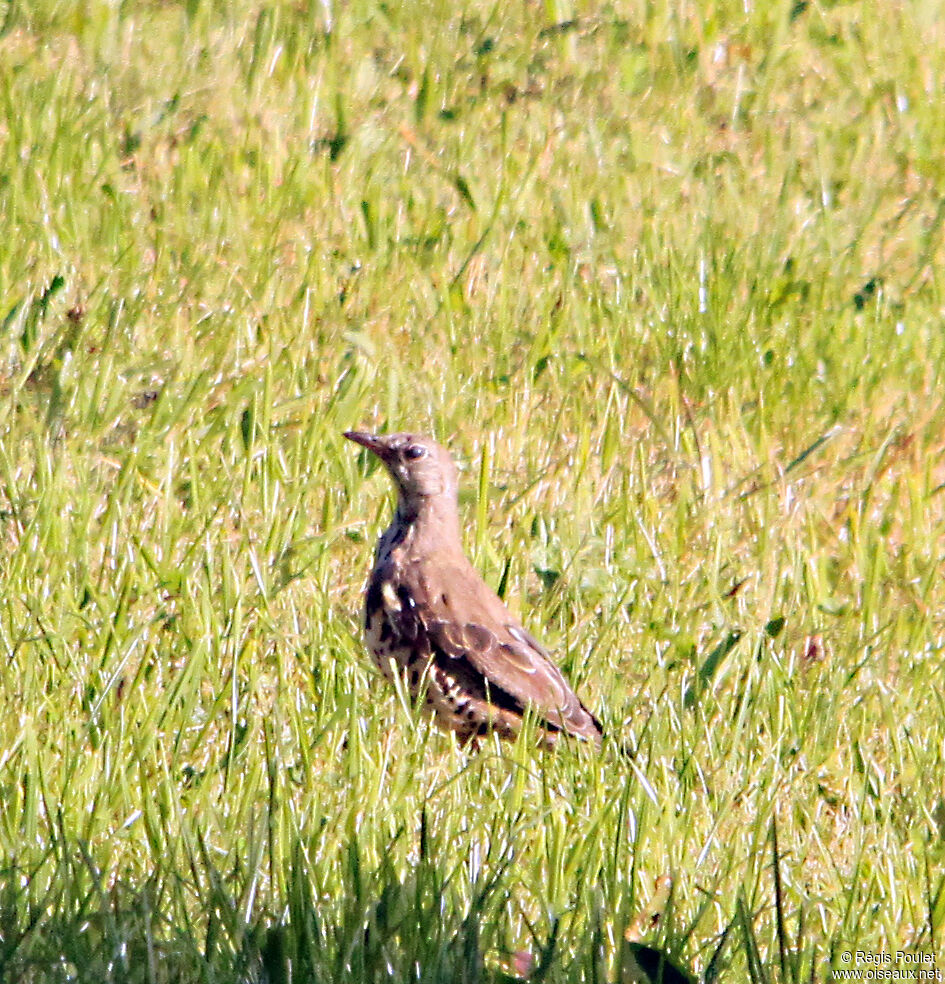 Mistle Thrush