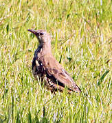 Mistle Thrush