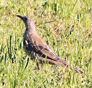 Mistle Thrush