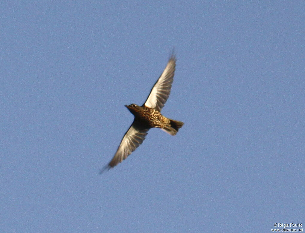 Mistle Thrush, Flight