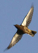 Mistle Thrush