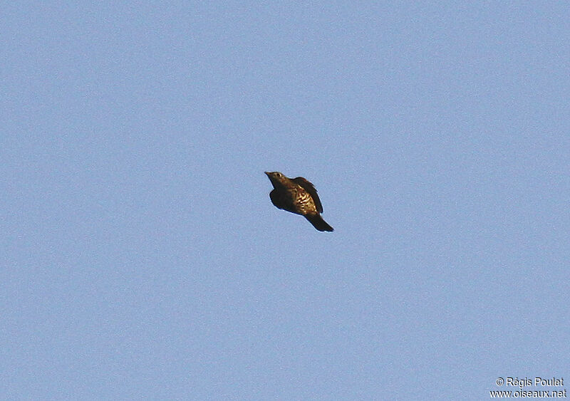 Mistle Thrush, Flight