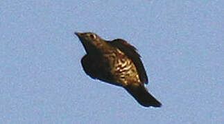 Mistle Thrush