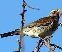 Fieldfare