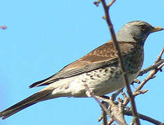 Fieldfare