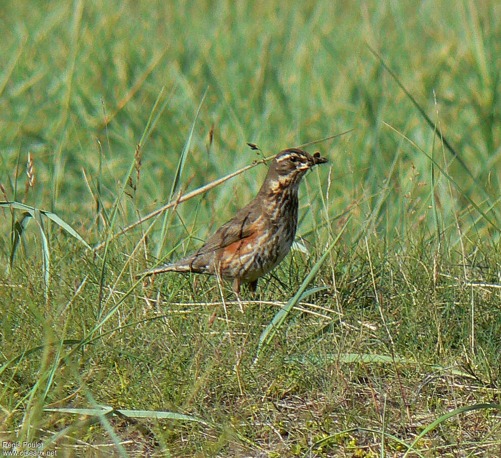 Grive mauvisadulte, habitat, régime, Nidification