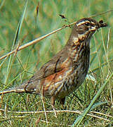 Redwing