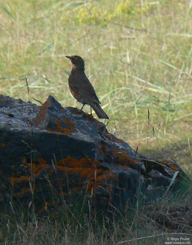 Redwingadult