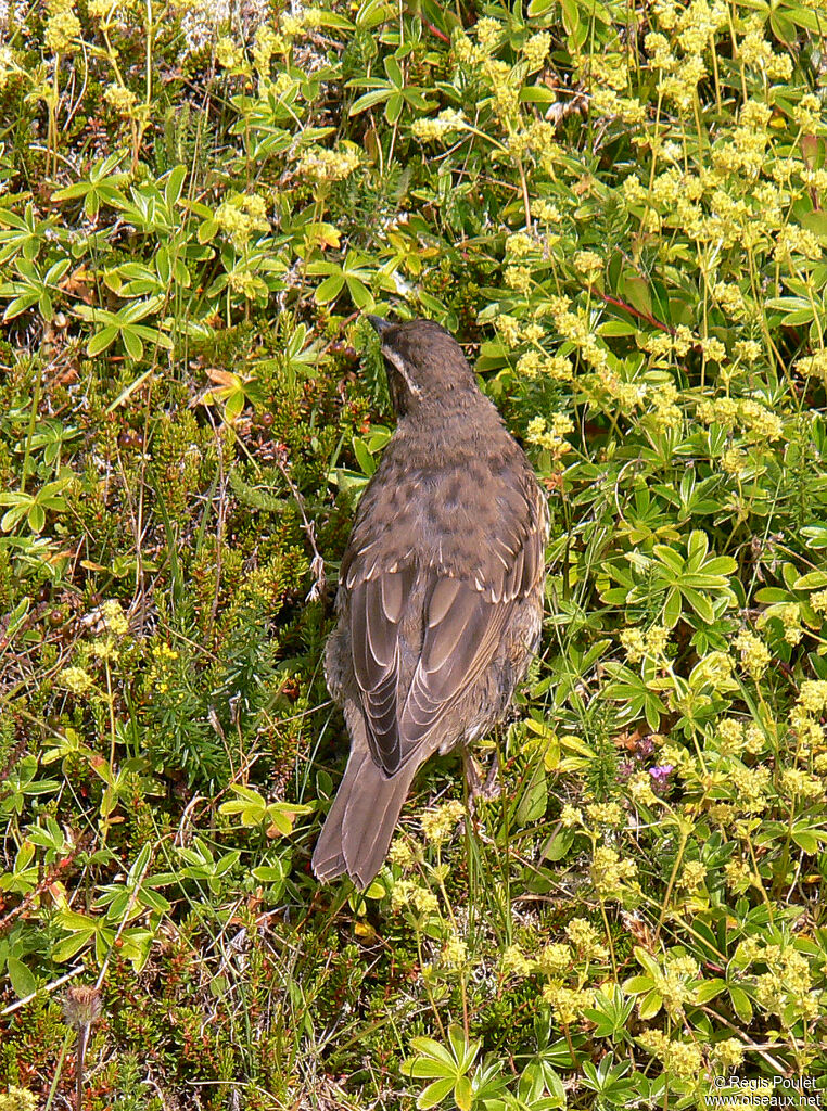 Redwingadult