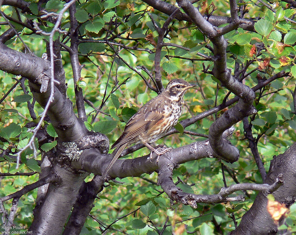 Redwingjuvenile, identification