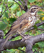 Redwing