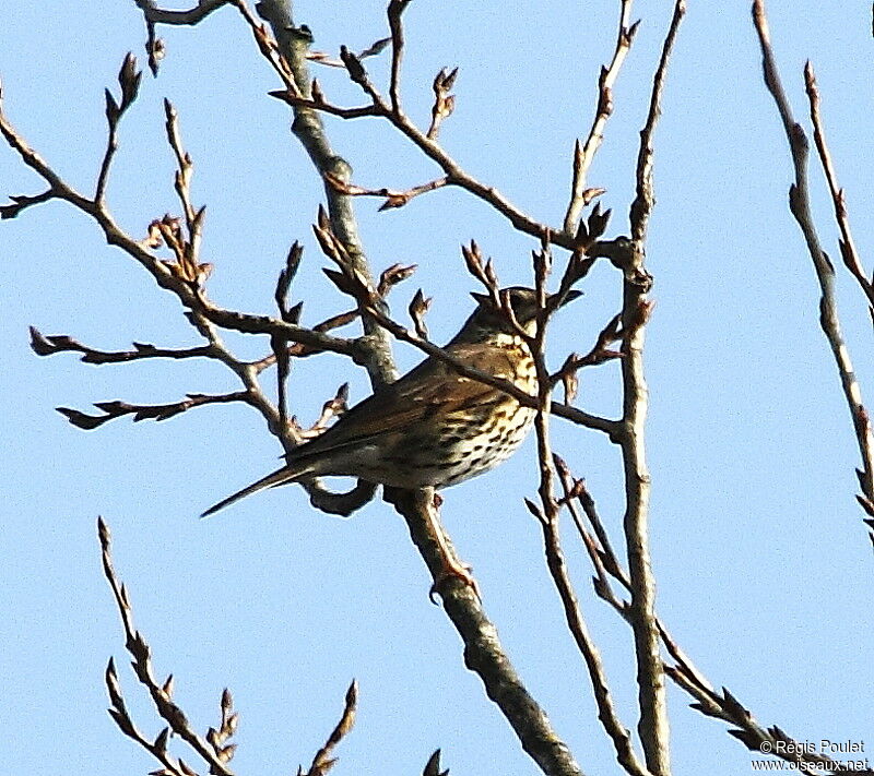 Song Thrush