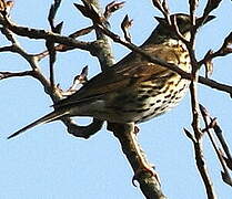 Song Thrush