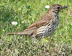 Song Thrush