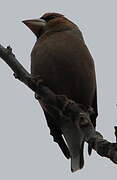 Hawfinch